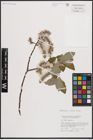 Foto von Salix caprea L.
